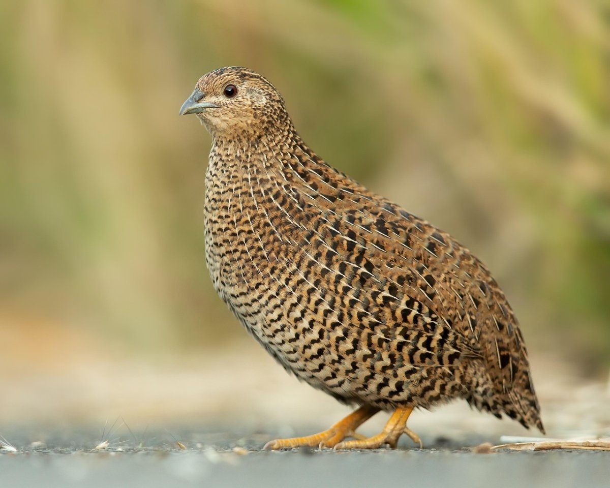 Vorstellung der Japanischen Wachtel (Coturnix japonica) 