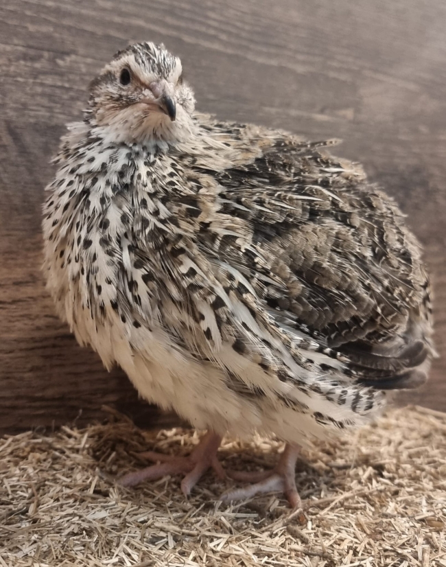 18 Bruteier Japanischer Wachteln – Pharao (Wildfarbe)