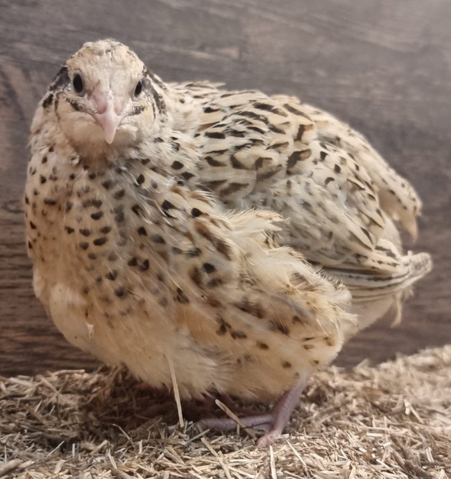 12 Bruteier Japanischer Wachteln – Isabellfarbe