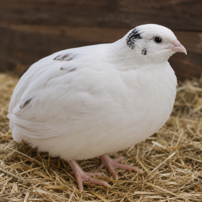24 befruchtete Eier Japanischer Legewachteln – Farbvariante Weiß
